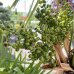 Trachycarpus fortunei (Palma konopná) - výška kmeňa 110-130 cm, celková výška 250-270 cm, kont. C70L (-17°C) Trachycarpus fortunei (Palma konopná) - výška kmeňa 110-130 cm, celková výška 250-270 cm, kont. C70L (-17°C)